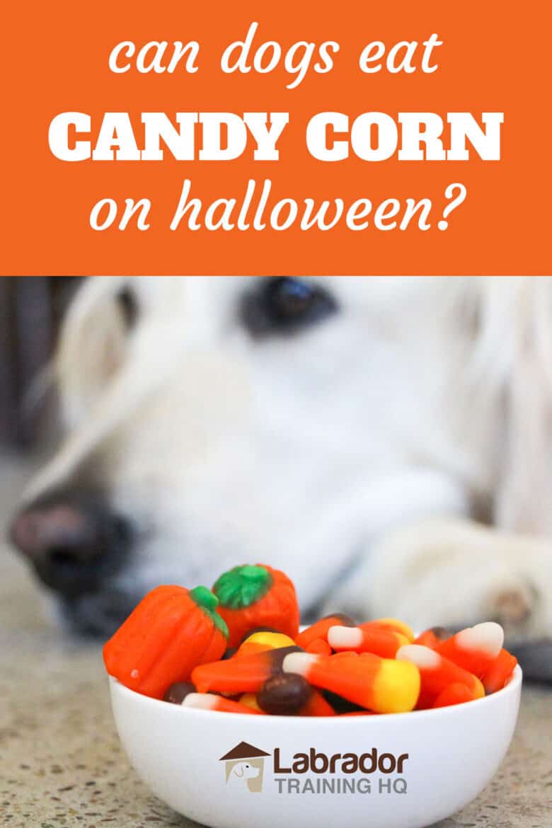 Can Dogs Eat Candy Corn On Halloween? - Bowl of assorted candy corn including regular, pumpkin and spooky with white dog in background.