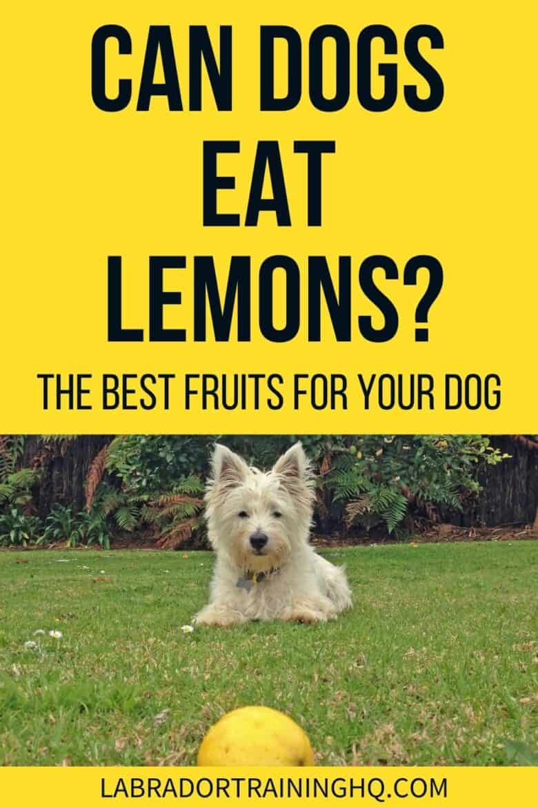 Can Dogs Eat Lemons? The Best Fruits For Your Dog. - Little dog down in the grass staring at a lemon - Should your dog be eating lemons? No, and they probably won’t want to. But what are the best fruits and vegetables to include in your dog’s diet?