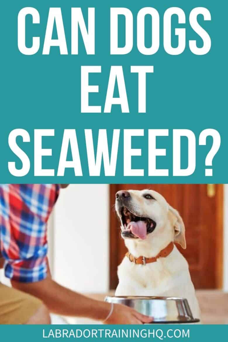 Can Dogs Eat Seaweed? - Is Seaweed Safe For Dogs To Eat? - Yellow Lab waiting for his food.