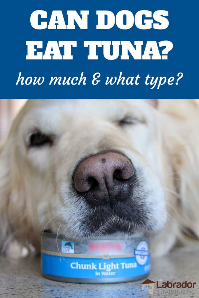 Can Dogs Eat Tuna? How Much & What Type? Golden Retriever lays head on top of a can of chunk light tuna.