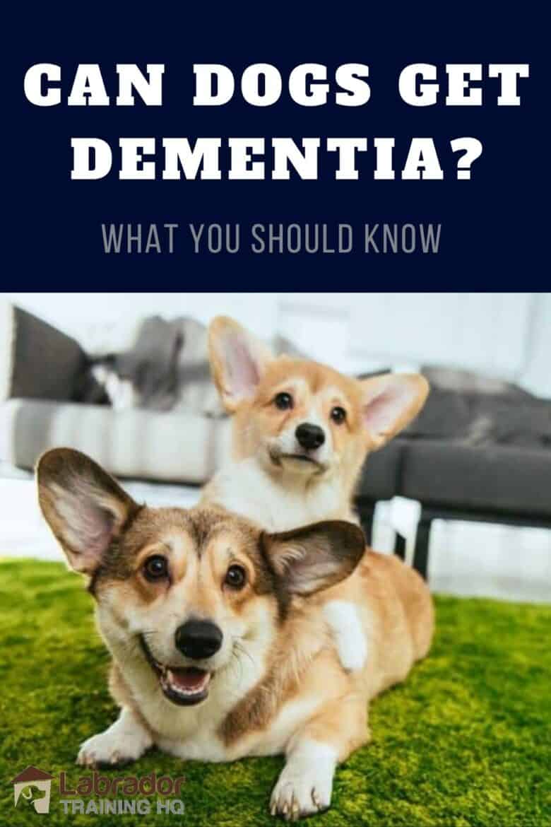 Can Dogs Get Dementia? - What You Should Know - Two Corgis down on a green carpet.