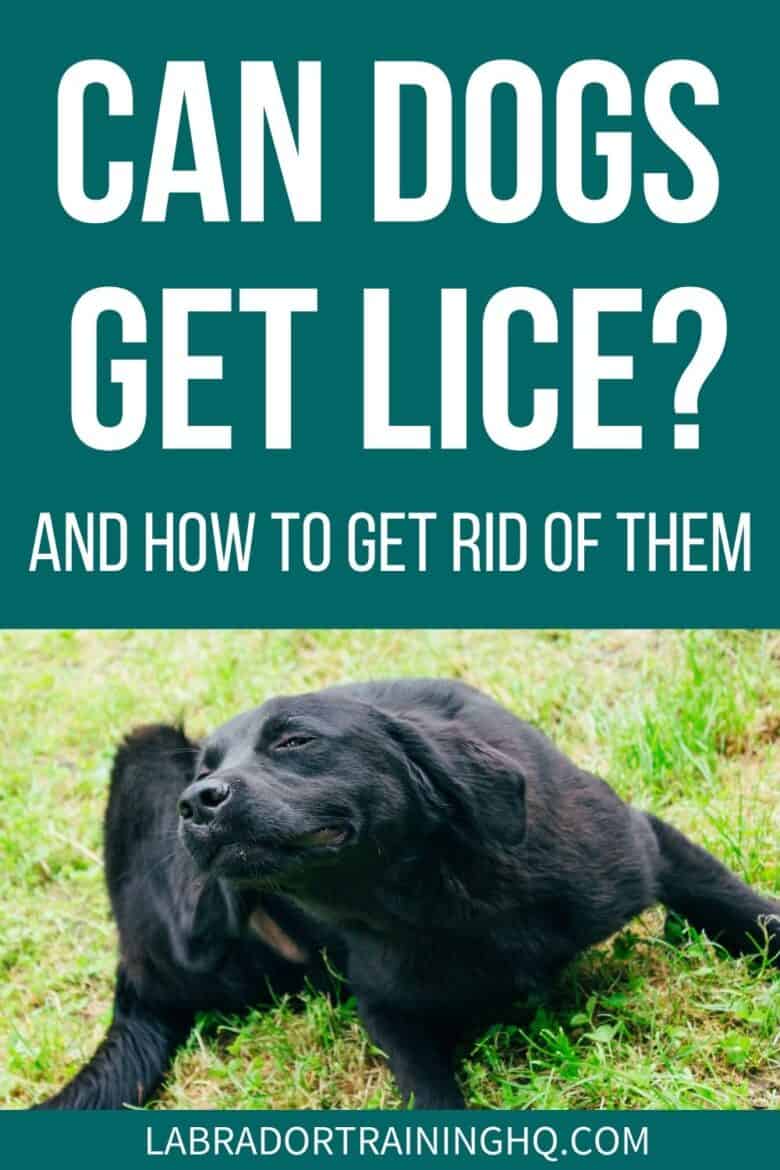 Can Dogs Get Lice? And How To Get Rid of Them - Black Labrador Retriever scratching his ear.