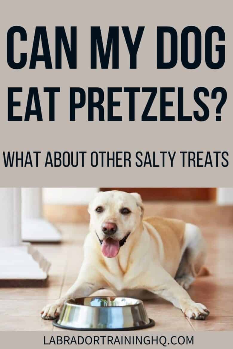 Can My Dog Eat Pretzels? What About Other Salty Treats? - Yellow Lab down next to his bowl waiting for food.