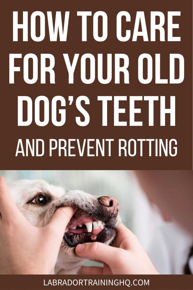 How To Care For Your Old Dog's Teeth And Prevent Rotting - Showing Yellow Labs teeth - There are many things you can do to stop your old dog’s teeth from going bad. Prevention is better than treatment and daily brushing is the first step!