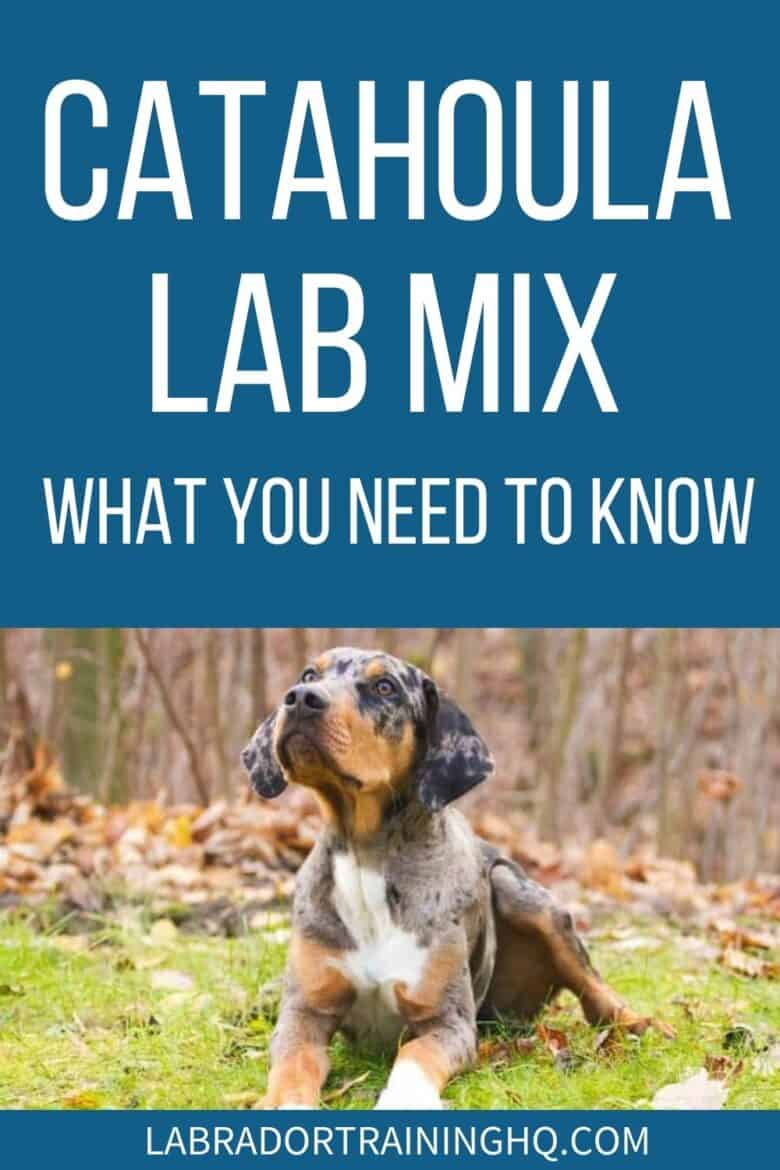 Catahoula Lab Mixes: A Shedding And