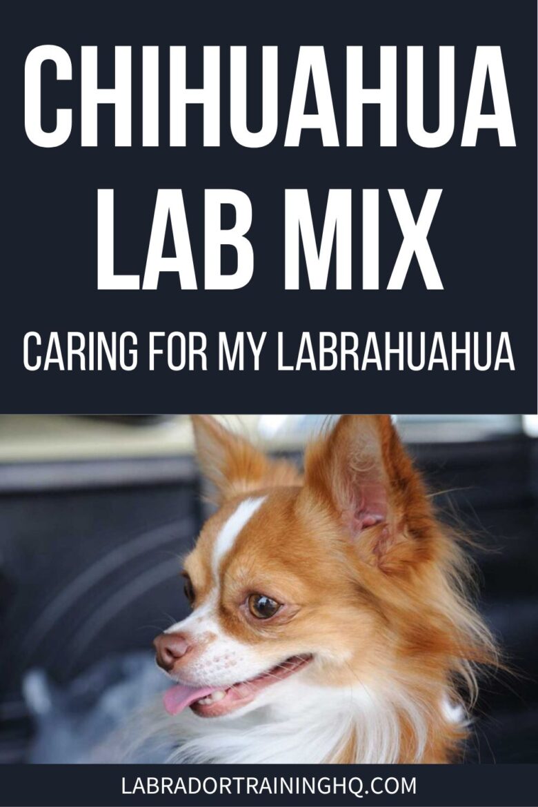 Chihuahuah Lab Mix: Caring For My Labrahuahua