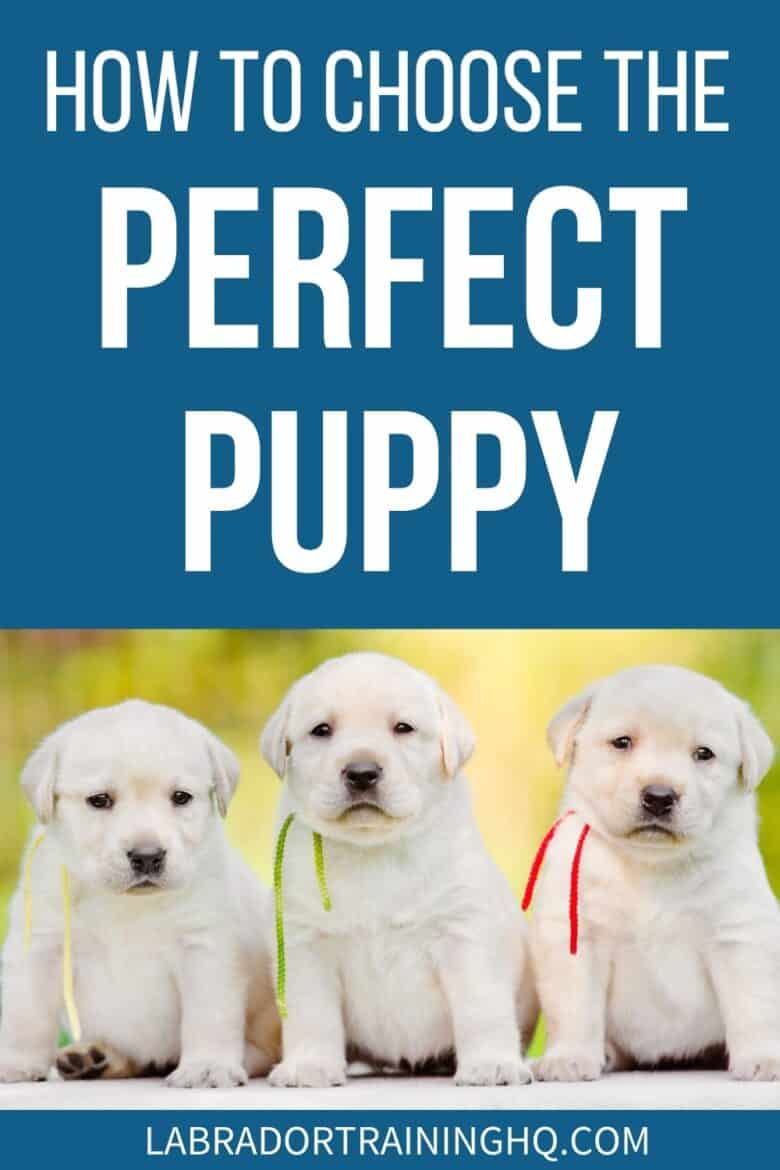 How To Choose The Perfect Puppy - 3 yellow (white) labrador retriever puppies sitting in a row. - That brings us to the question: how to choose the perfect puppy? and not just a perfect puppy, but the perfect puppy for you.