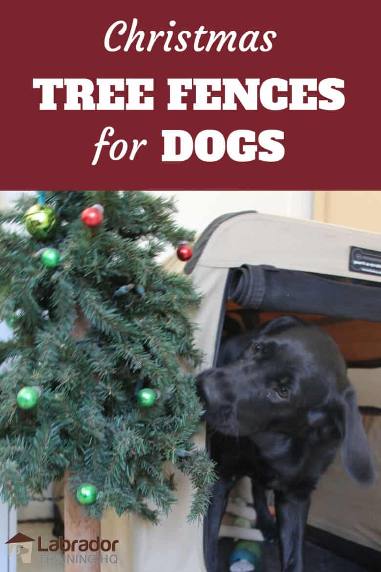 Christmas Tree Fences For Dogs - Black Lab puppy biting at fake Christmas tree.