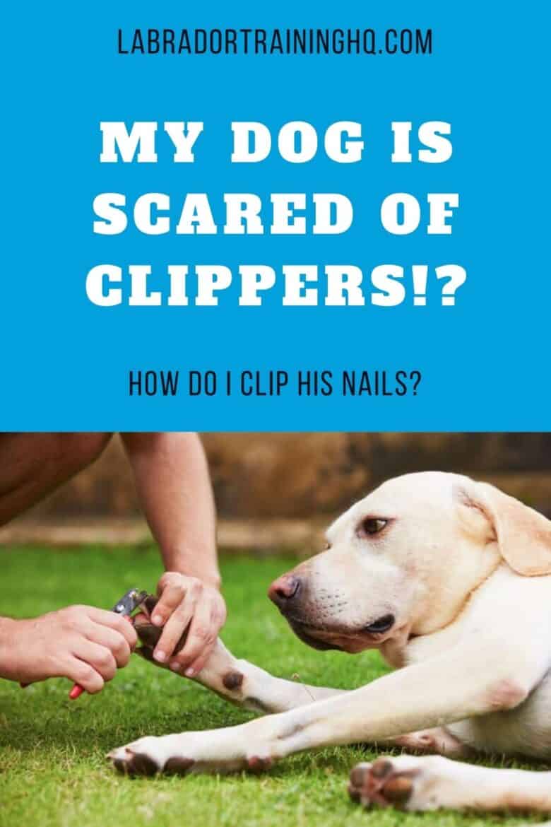 My Dog Is Scared of Clippers!? How Do I Clip His Nails? Yellow Lab lying on grass getting nails clipped.