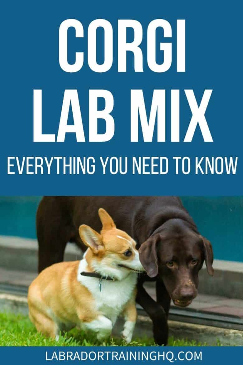 Corgi Lab Mix - Everything You Need To Know - Corgi and Chocolate Lab playing in the grass. - Through a consideration of traits, temperament, health, and more, we look at whether or not a corgi and Labrador retriever mix can make a good family pet.