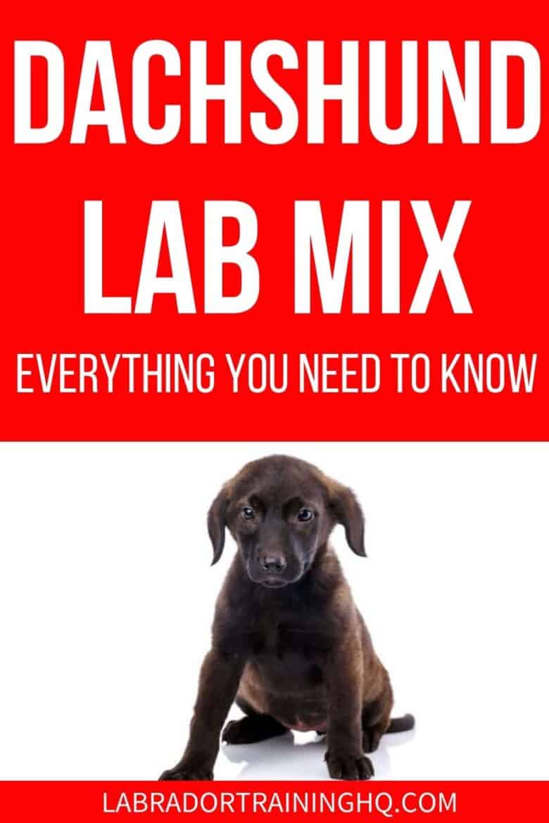 Dachshund Lab Mix - Everything You Need To Know - Doxie Lab mix puppy sitting - What do you get when you mix a Dachshund and a Labrador Retriever? A gorgeous Dachsador. Everything you need to know about this crossbreed pup.