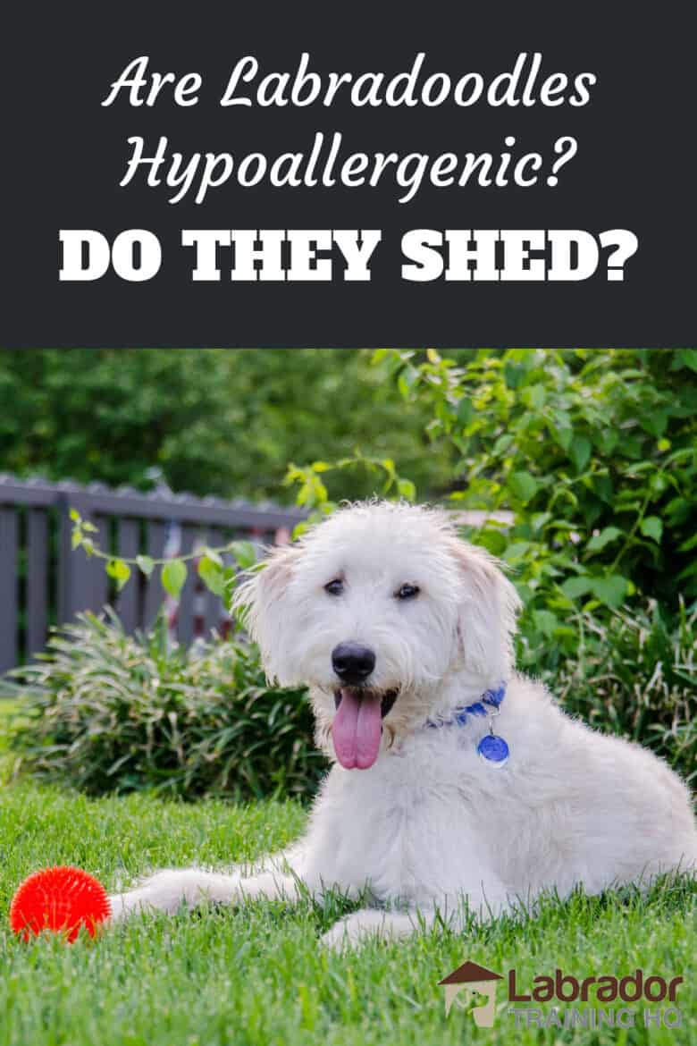 Are Labradoodles Hypoallergenic? Do They Shed? - White Labradoodle in down stay next to orange ball in the grass.