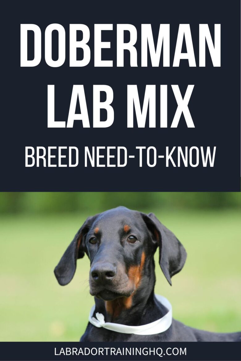 Doberman Lab Mix: Breed Need To Know - Doberman looking at camera