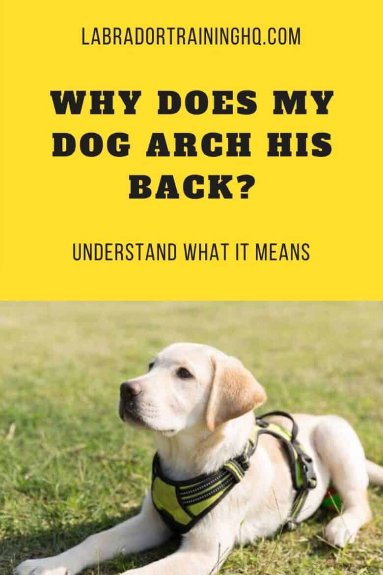 Why Does My Dog Arch His Back? Understand What It Means - Yellow Lab puppy down-stay in the grass wearing a yellow harness