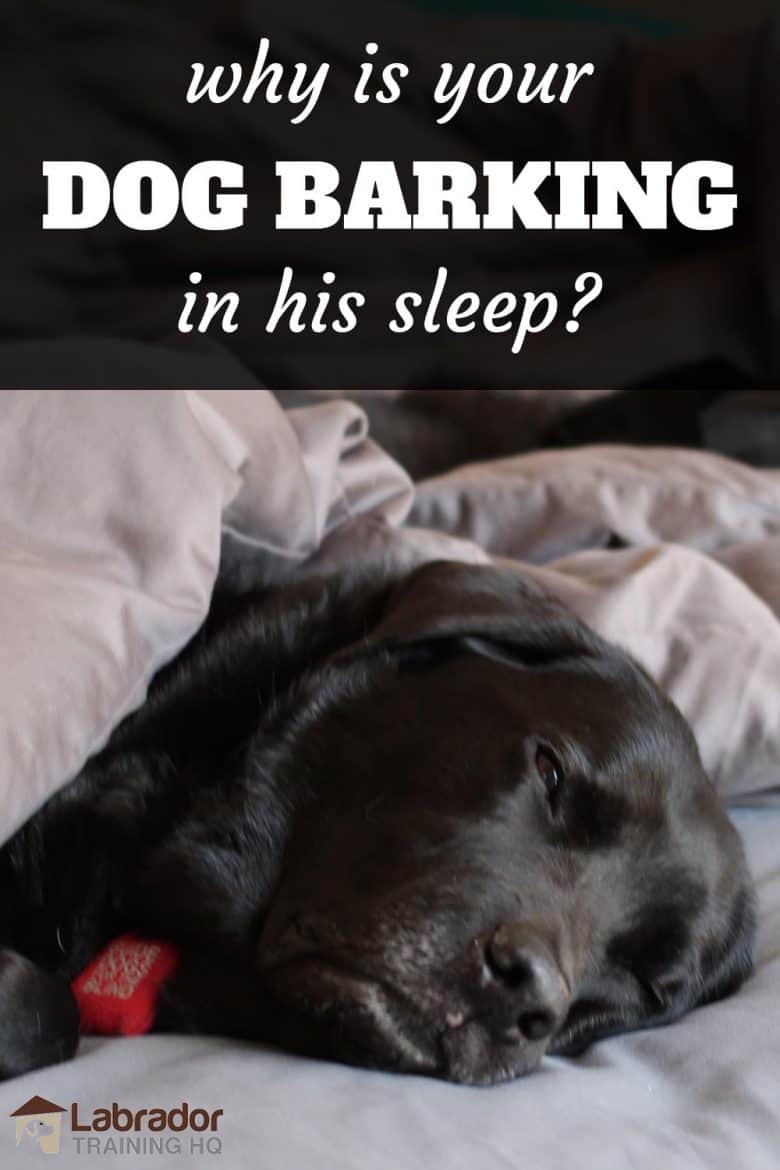 Why is your dog barking in his sleep? Picture of Black Lab sleeping in bed.