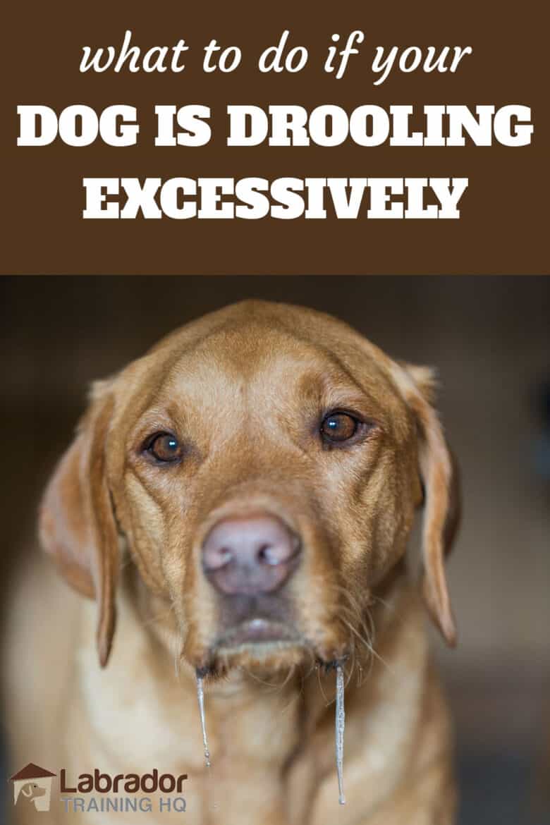 What To Do If Your Dog Is Drooling Excessively - Yellow Labrador Retriever drooling.