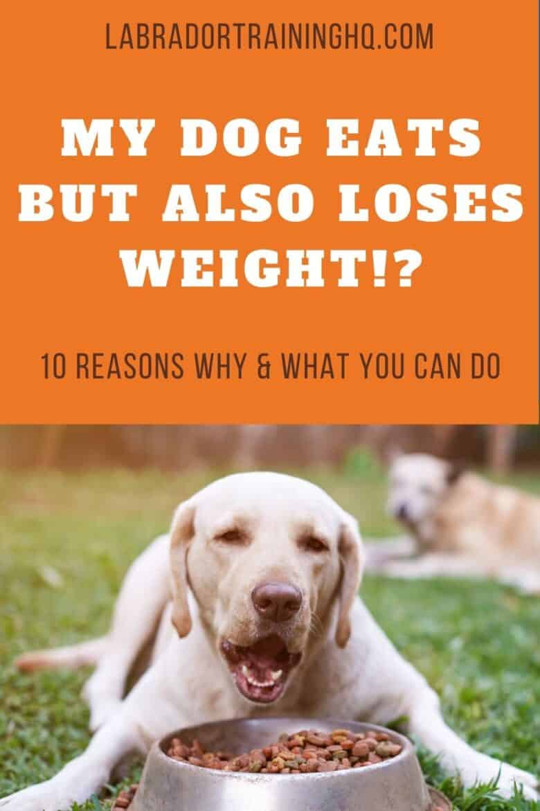 My Dog Eats But Also Loses Weight!? - 10 Reasons Why & What You Can Do - Yellow Labrador Retriever lying on ground with his bowl of food.