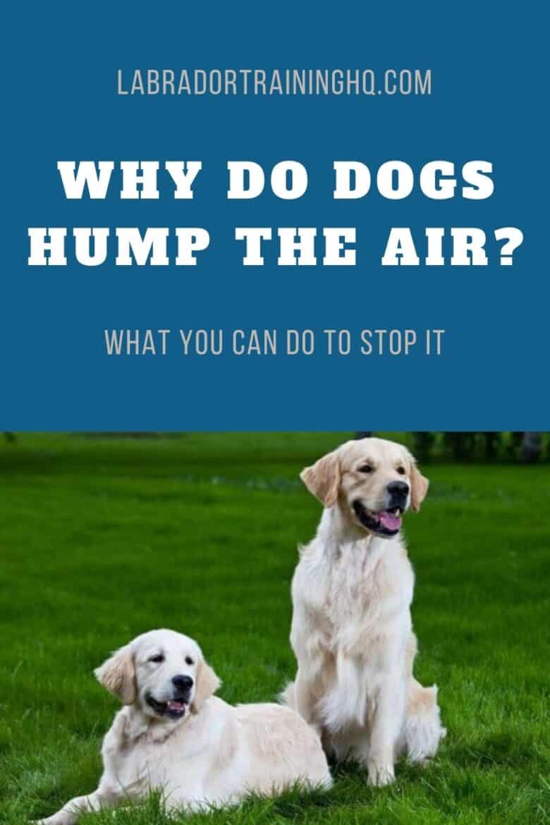 Why Do Dogs Hump The Air? What You Can Do To Stop It - Two Cream colored Golden Retriever sitting and down on the grass.