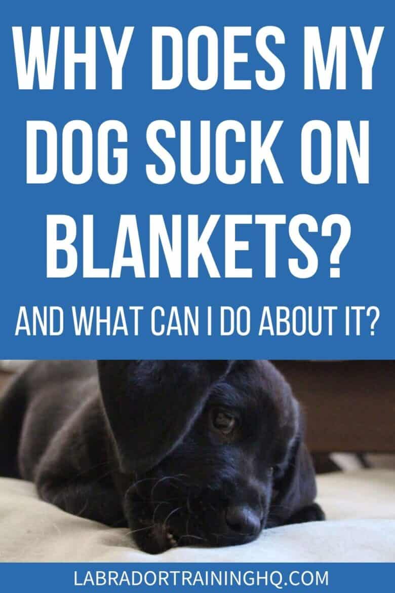 Why Does My Dog Suck On Blankets? And What Can I Do About It? - Black Lab puppy chewing on blanket - This article will answer the question why does my dog suck on blankets, what can be done, and whether sucking behavior is a cause for concern.