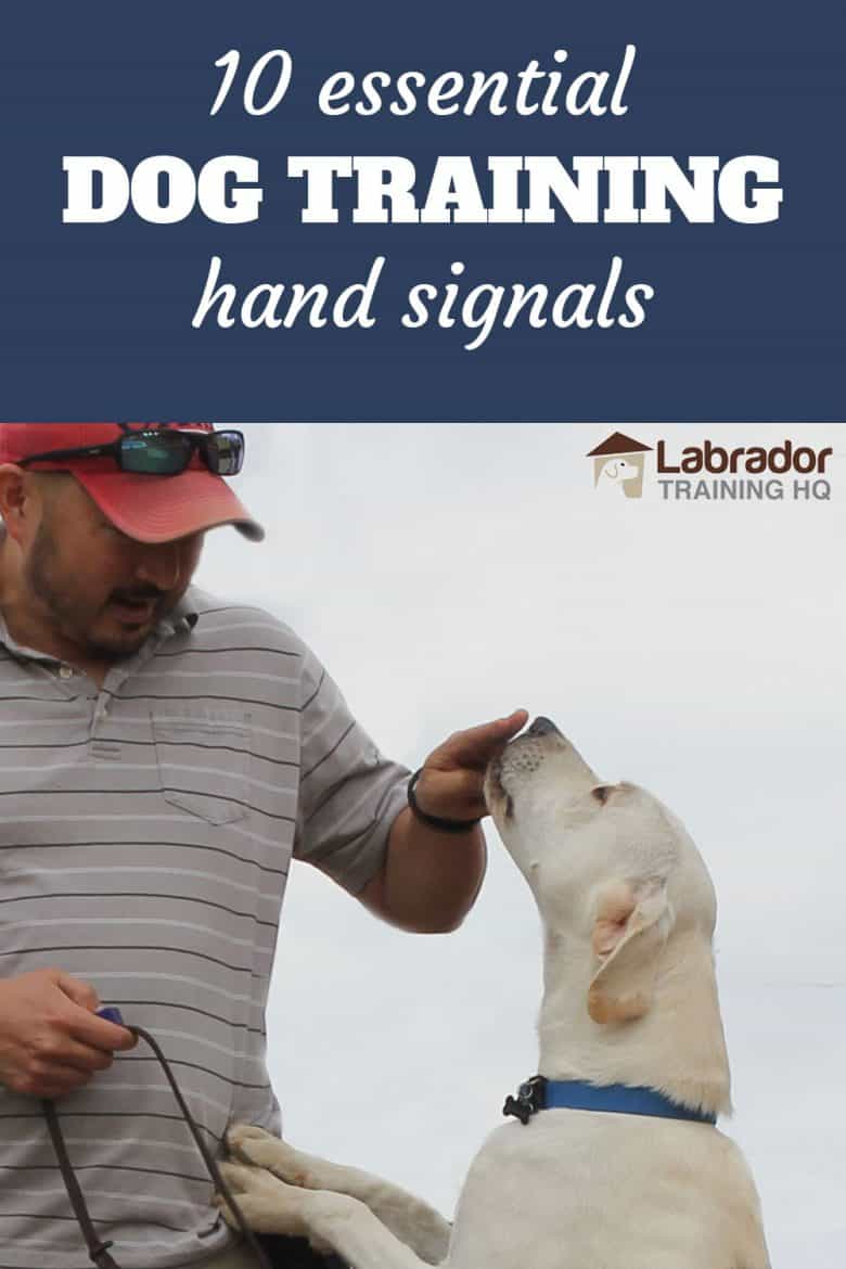 10 Essential Dog Training Hand Signals - Yellow Labrador Retriever jumps up to touch fingers.