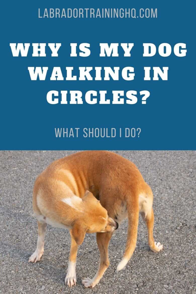 Why Is My Dog Walking In Circles? - Labrador mix circling on the street