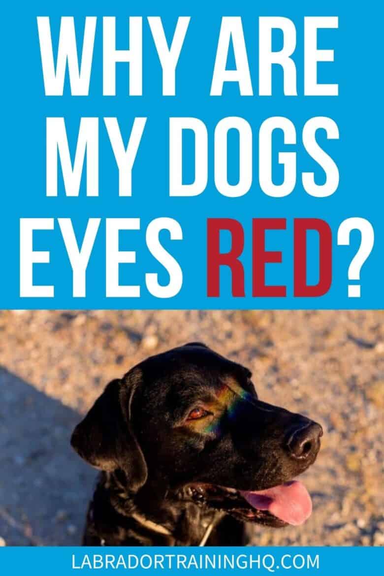 Why Are My Dogs Eyes Red? - Black Lab looking up into the sunlight.