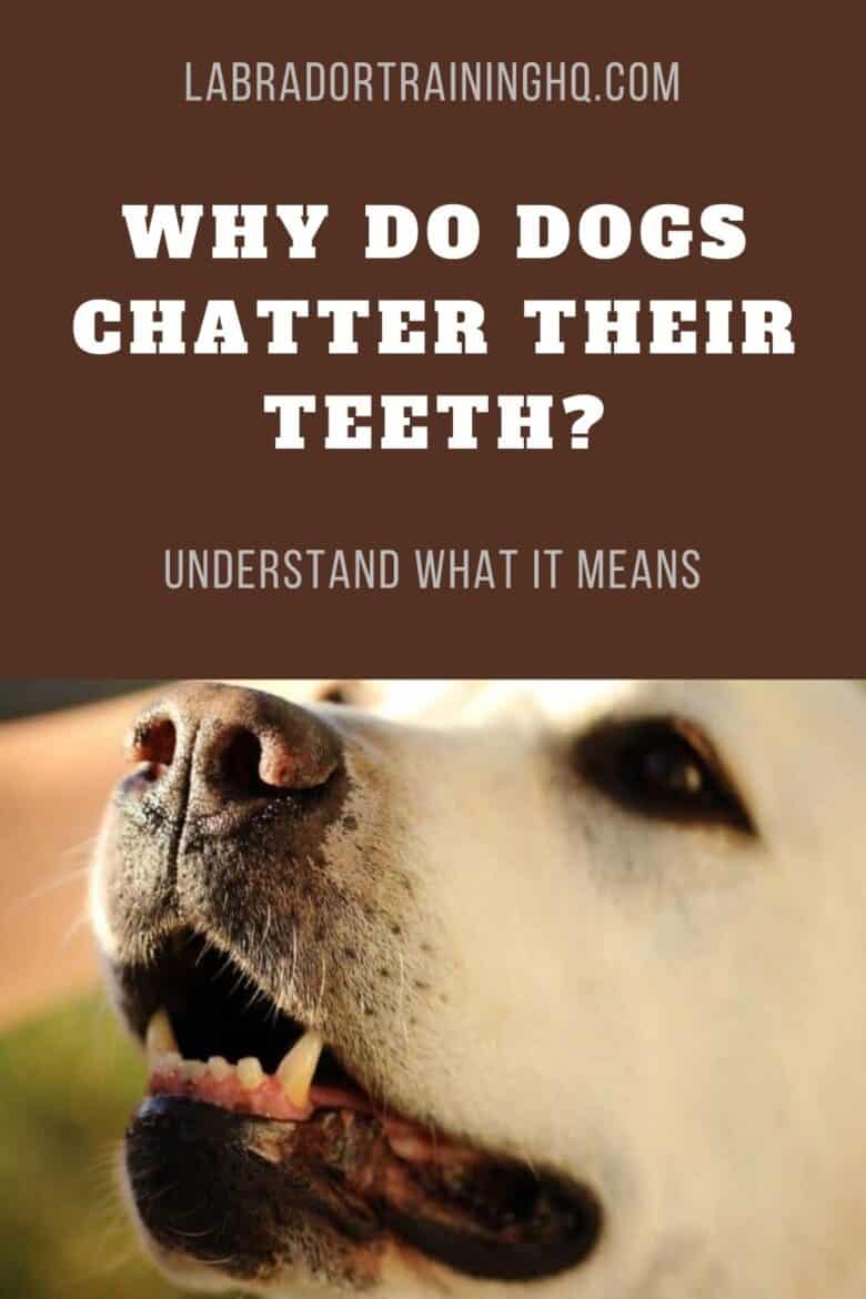 Why Do Dogs Chatter Their Teeth? Understand What It Means - Closeup of older yellow Lab's teeth, mouth, nose, and muzzle.