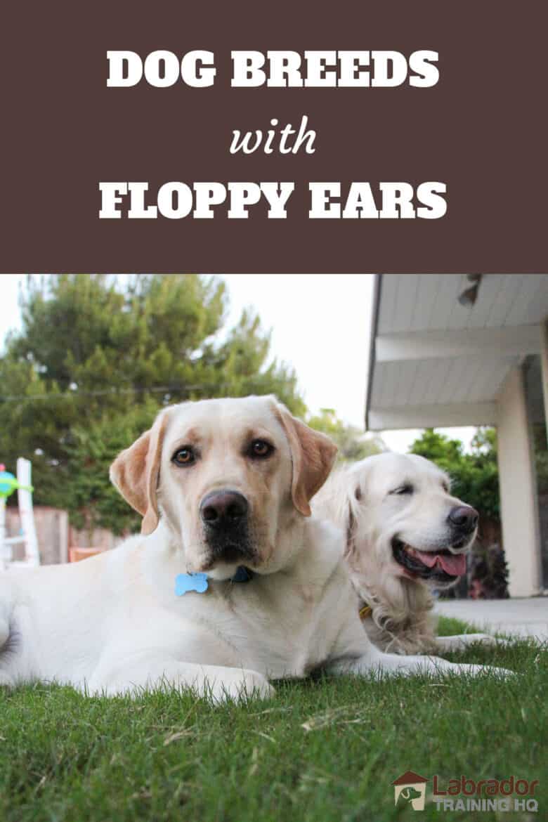 Dog Breeds With Floppy Ears - Yellow Lab and Golden Retriever laying down in the grass.