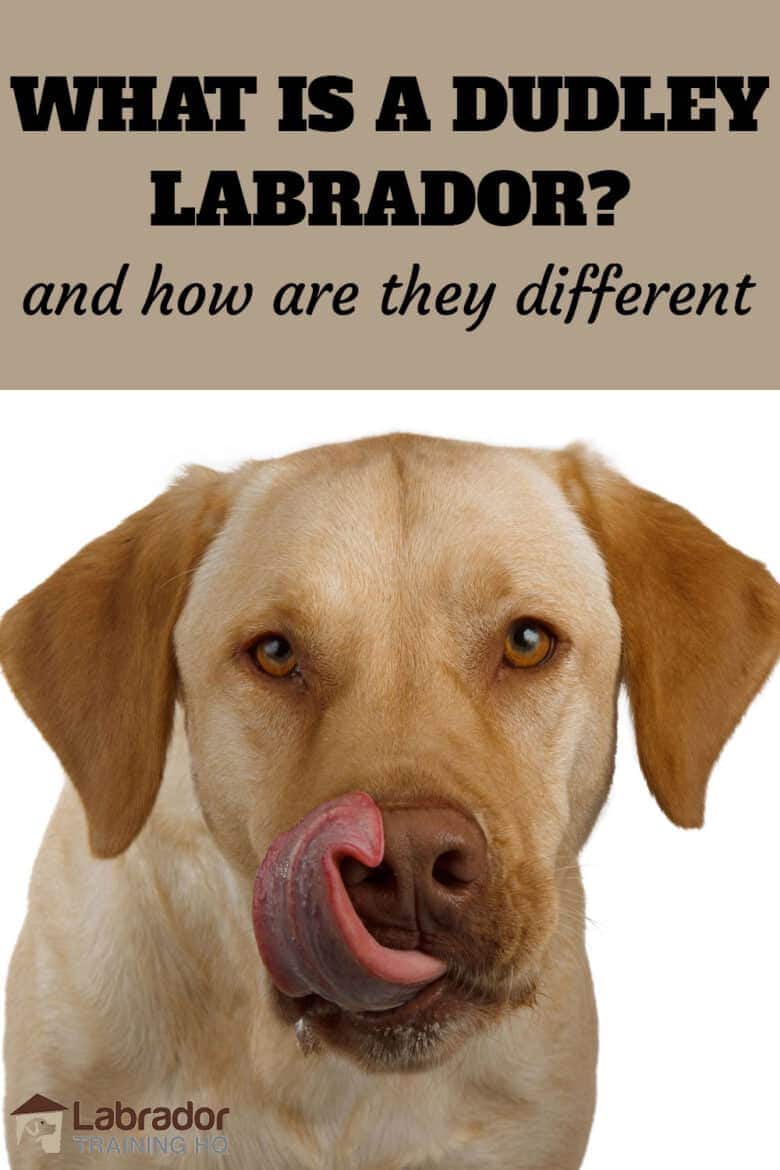 What Is A Dudley Labrador And How Are They Different? - Yellow Lab licking his pink nose.