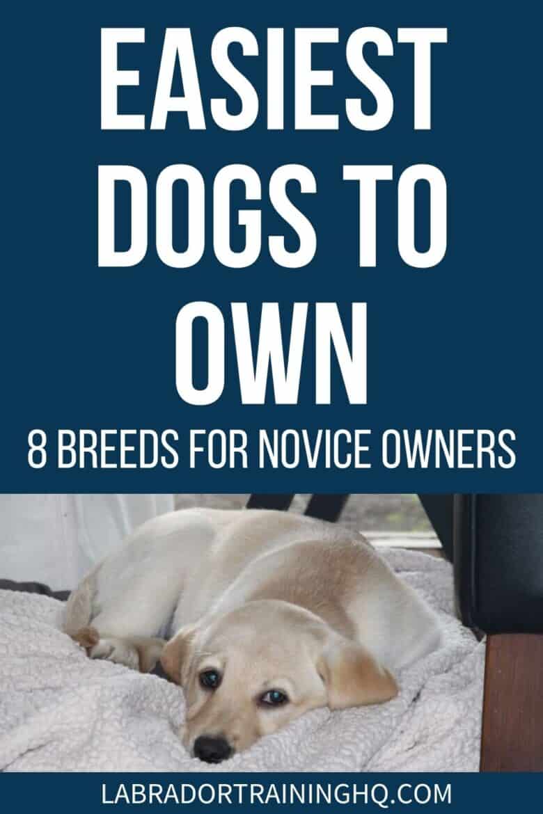 Easiest Dogs To Own - 8 Breeds For Novice Owners - yellow Labrador Retriever puppy lying down on fleece blanket - What are the easiest dogs to own? More specifically I'm looking for a dog and want to know what dog breeds are the best for a novice dog owner?