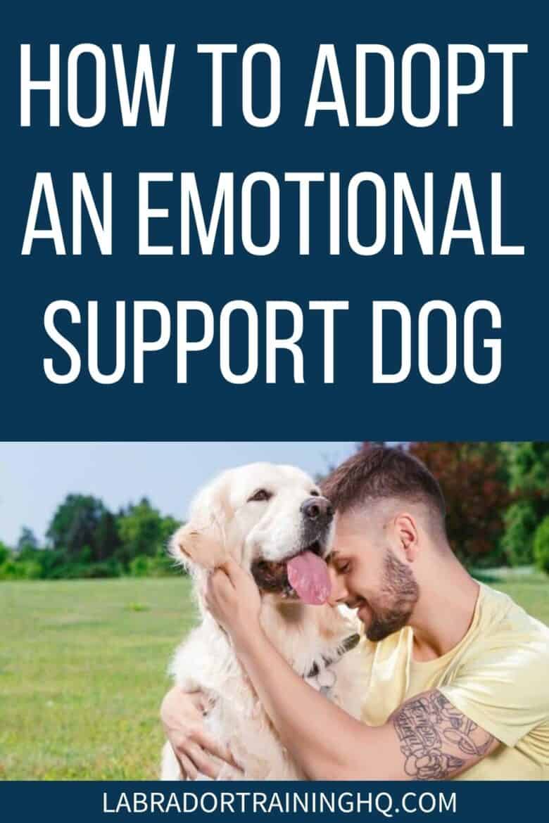 How To Adopt An Emotional Support Dog - Man hugs Golden Retriever - How can you get an emotional support animal? The first step is to prove that you need the support of such an animal, and then find a suitable animal to support you.