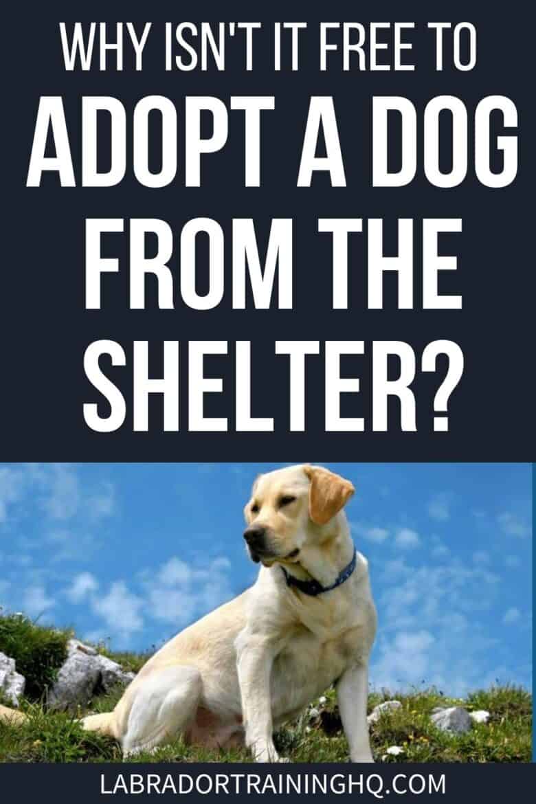 Why Isn't It Free To Adopt A Dog From The Shelter? - Yellow Lab sitting in a field with grass and rocks - It isn’t free to adopt a dog from a rescue or shelter. This surprises many people as these pups are in great need of a home. But here’s why, and how much you can expect to pay.