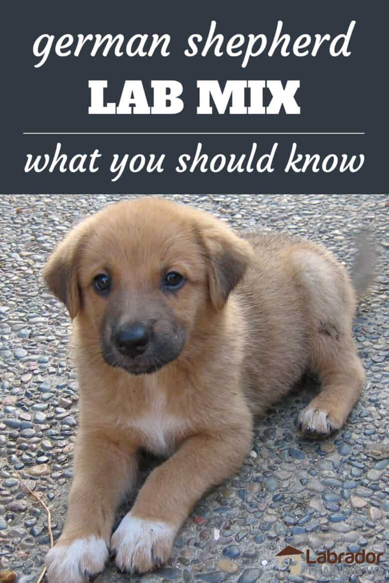 til eksil mandskab Minde om Everything You Need To Know About German Shepherd Lab Mix Dogs -  LabradorTrainingHQ