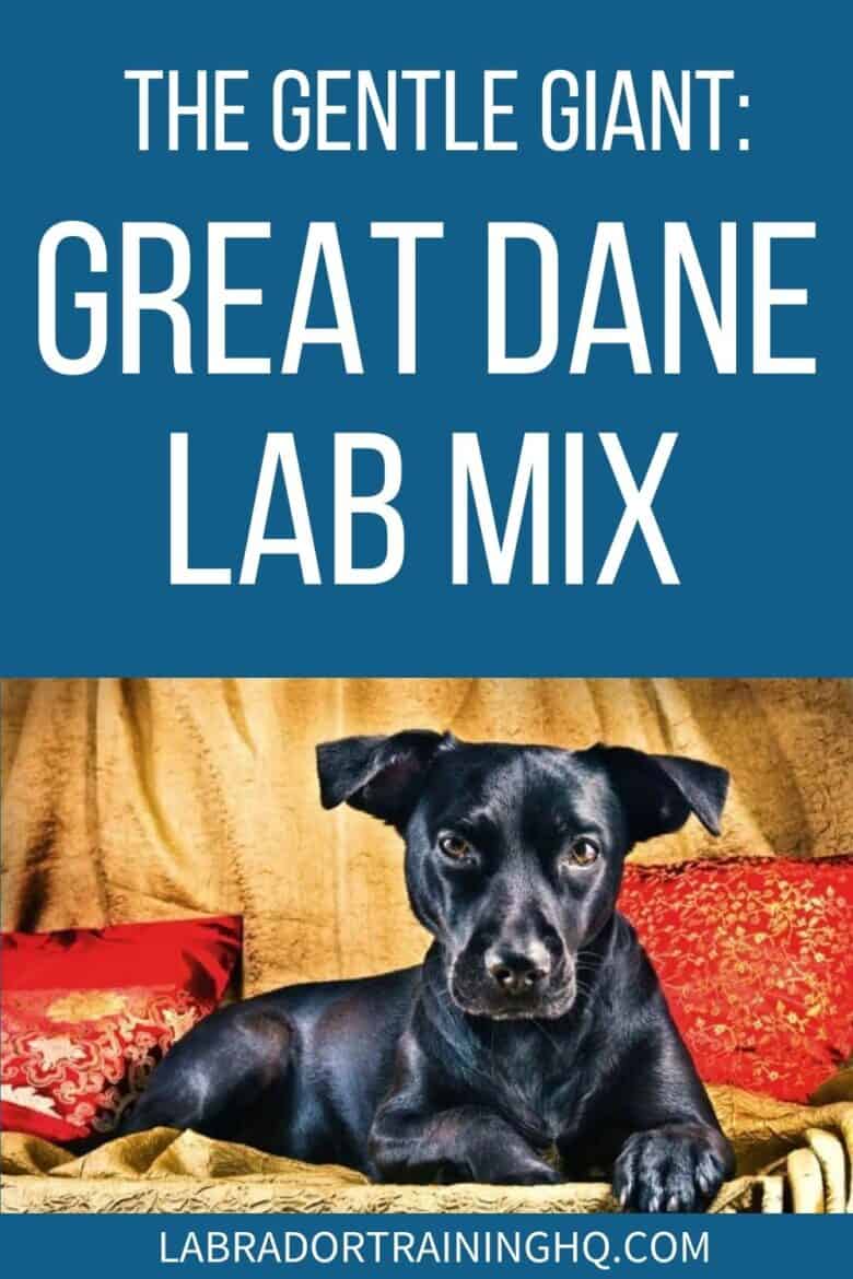 The Gentle Giant: Great Dane Lab Mix - Black dog down on a comfy couch - When you mix a friendly Labrador Retrievers with a majestic Great Dane you end up with a gentle giant who will love nothing more than being part of your family.