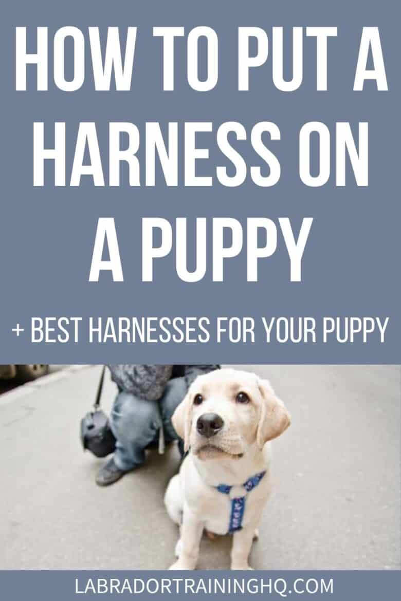 How To Put A Harness On A Puppy + Best Harnesses For Your Puppy - Yellow lab puppy sitting with blue harness on - Harnesses have taken over as the most popular tool for securing your dog while out and about. Our complete guide to putting a harness on your puppy.