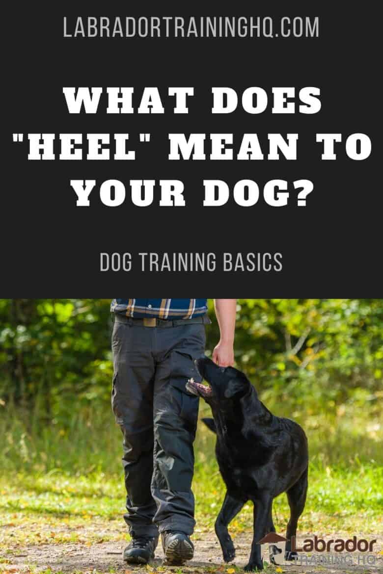 HOW TO Train Your Dog To HEEL! FIRST STEPS! - YouTube