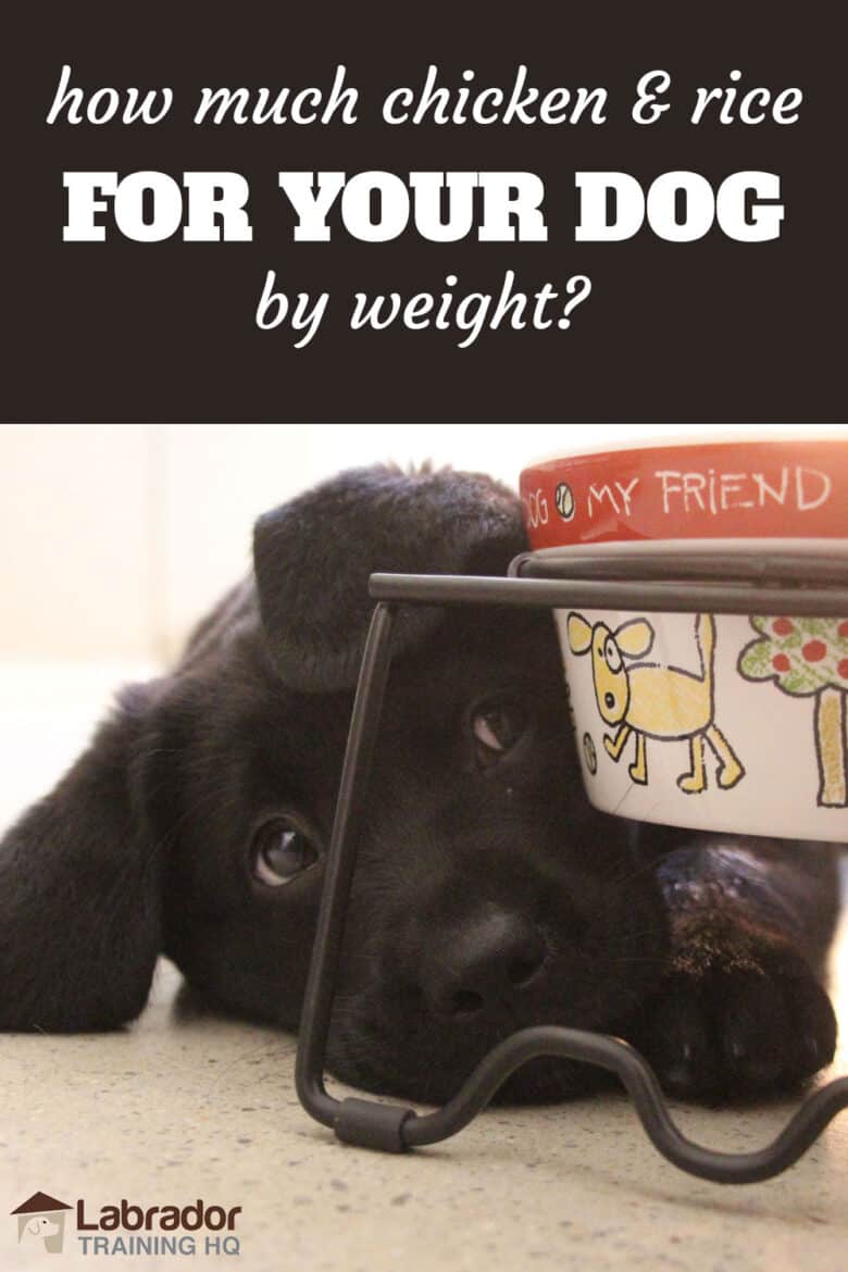 How Much Chicken & Rice For Your Dog By Weight? Black Lab puppy lying down underneath/beside his bowl with cartoon drawn dog