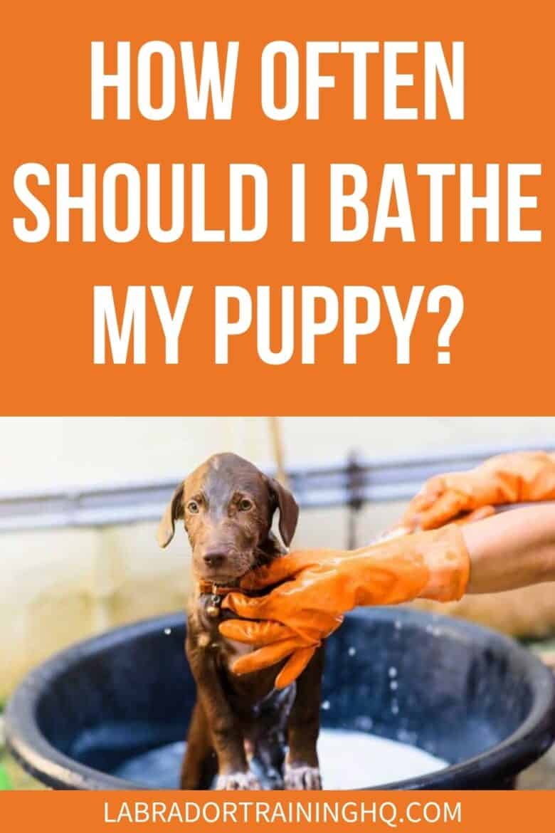 How Often Should I Bathe My Puppy? - puppy all wet in bath getting cleaned - How often should you bathe a puppy? Don’t fall into the trap of bathing your puppy too often as it can damage their coat. Here’s how and how often to bathe your puppy.