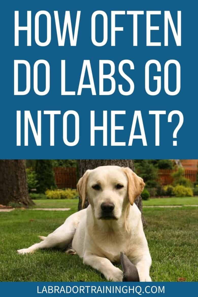 How Often Do Labs Go Into Heat - Yellow Lab down in the grass - Labrador heat cycle usually lasts between two and four weeks. Most Labs go into heat for the first time when they are between nine and 12 months old.