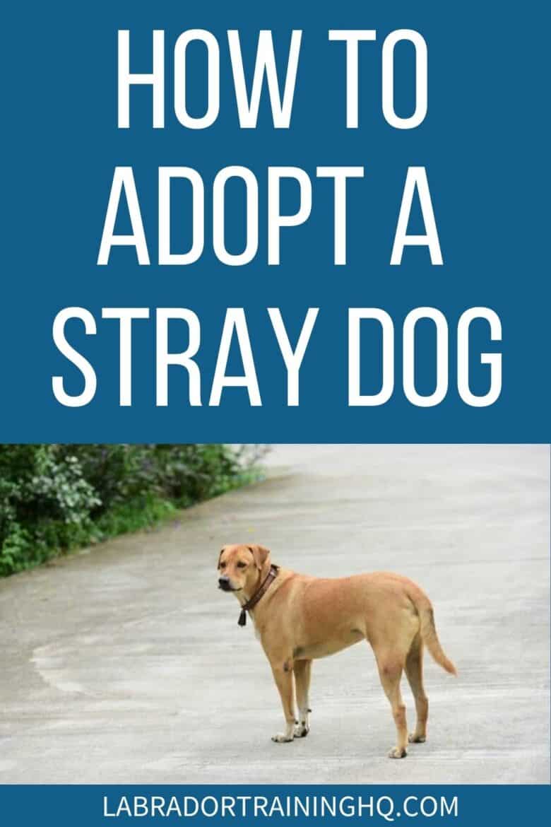 How To Adopt A Stray Dog - dog standing in middle off road - If you find a stray dog and build up an affinity with them, you may want to adopt them. Here’s everything you need to know about adopting a stray dog.