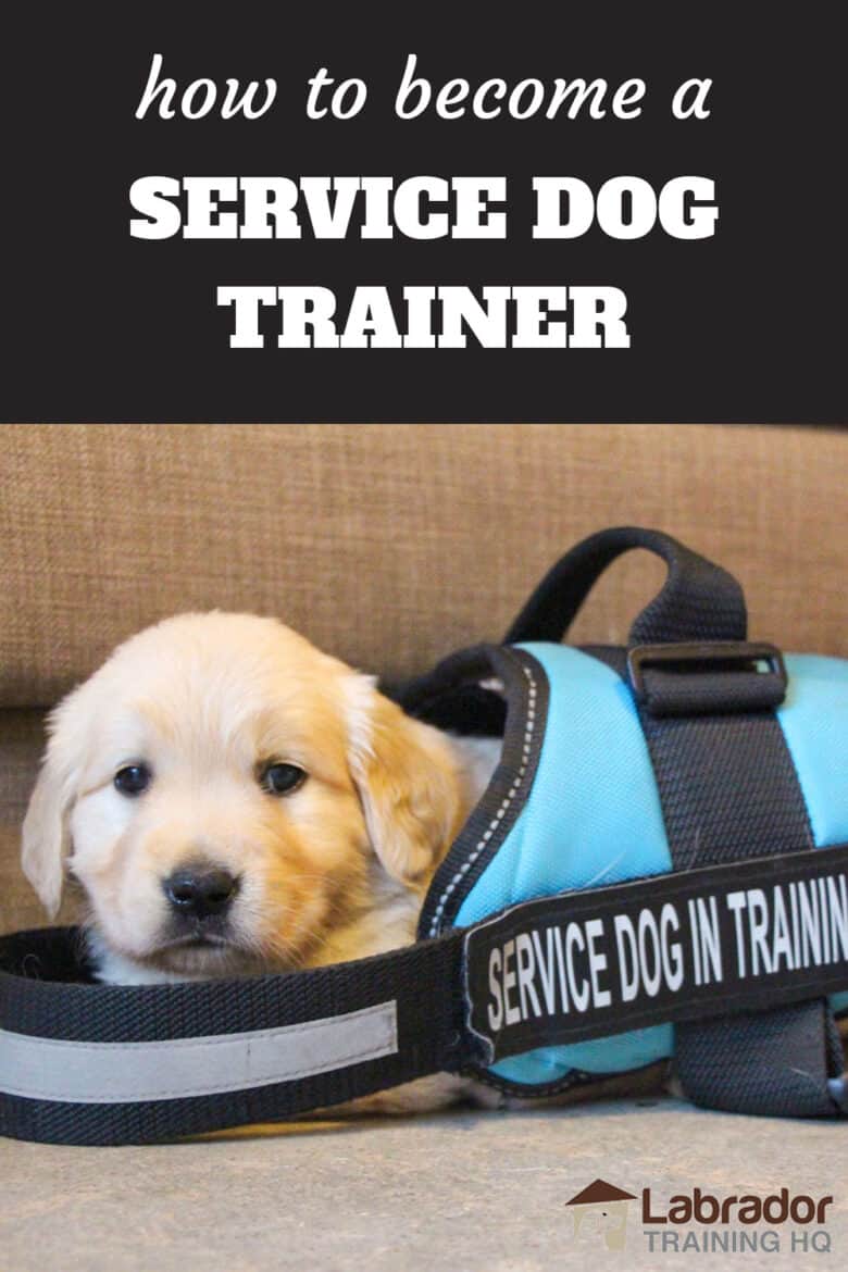 How To Become A Service Dog Trainer - Golden Retriever puppy wearing a service dog in training jacket that's way to big for him.