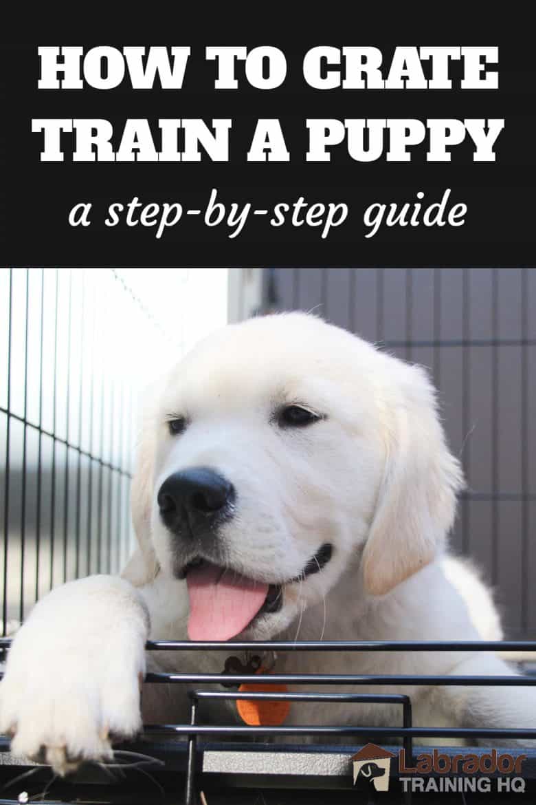 How to Crate Train a Dog: Step-by-Step Instructions