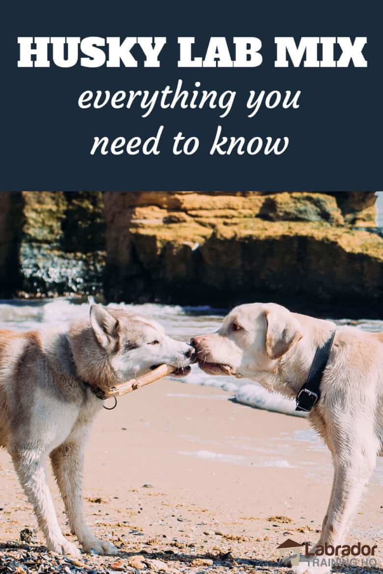 Husky Lab Mix Everything Your Need To Know - A Husky and Yellow Labrador Retriever play tug of war with a stick on the beach.