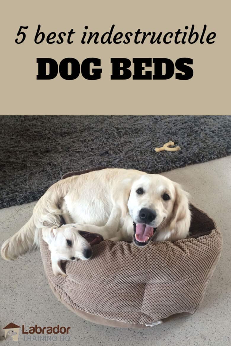 5 Best Indestructible Dog Beds - White Labrador puppy wrestles with English Cream Golden Retriever inside a small brown dog bed.