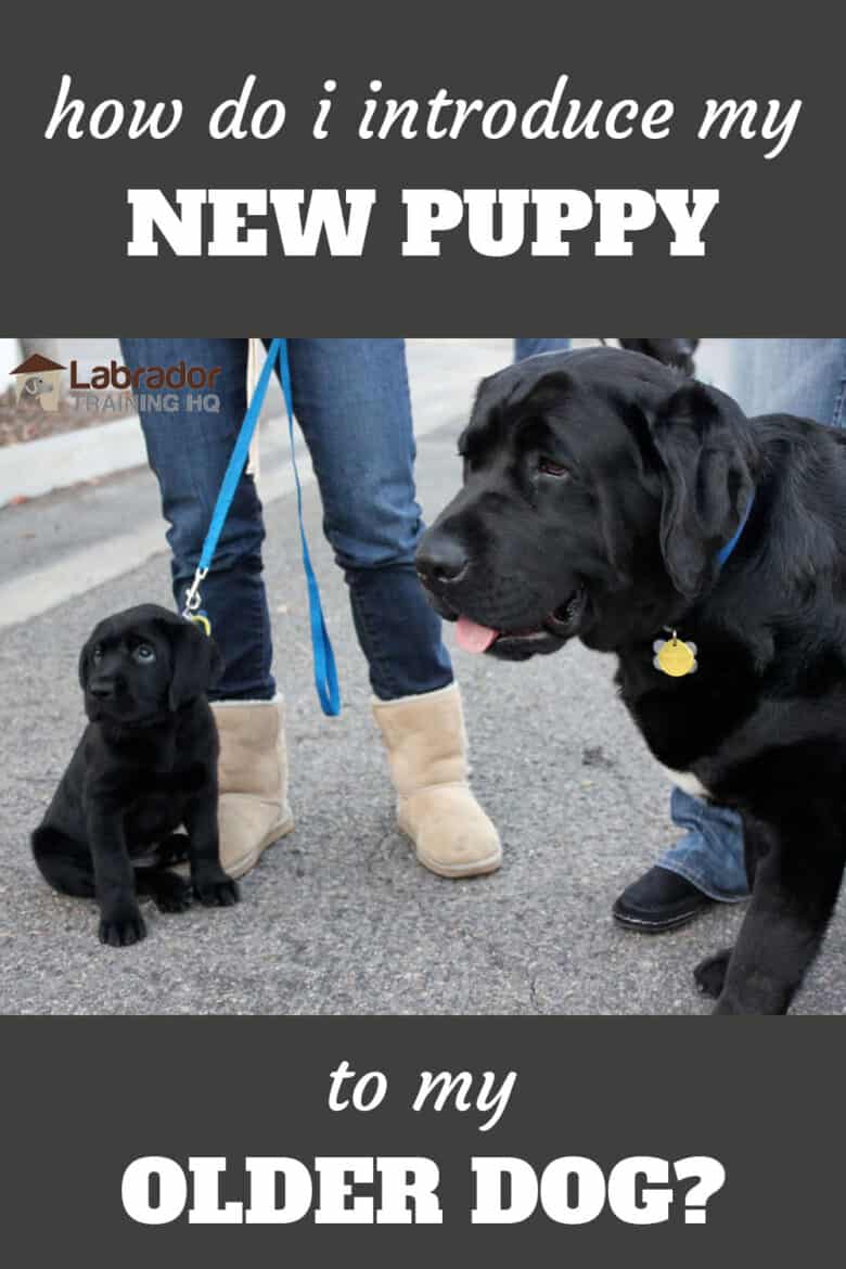 How Do I Introduce My New Puppy To My Older Dog? - Adult Black Labrador Retriever standing next to a sitting black Lab puppy