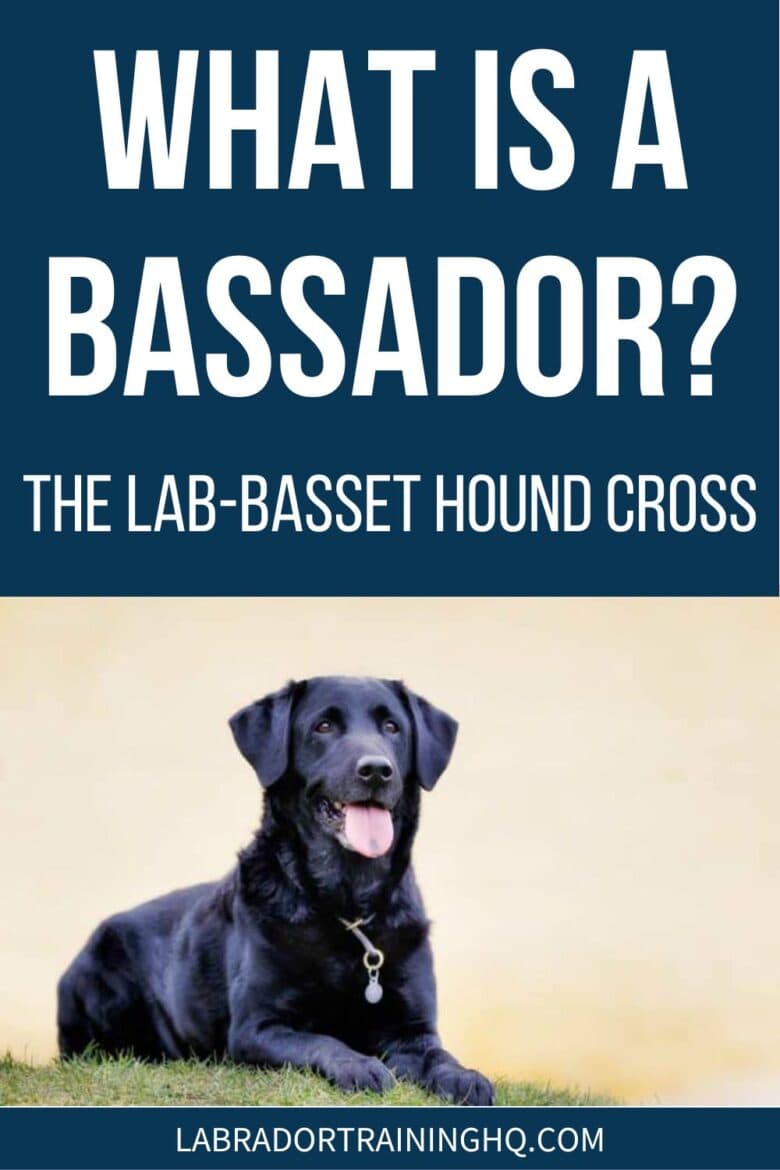 What Is A Bassador? - The Lab Basset Hound Cross - Black Lab in a down-stay on the grass.