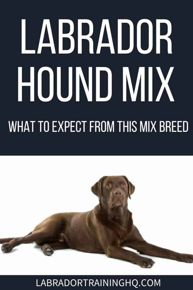 Labrador Hound Mix - What To Expect From This Mix Breed - Lab down position with white background - Need to know facts about Lab Hound mix-breed dogs. What happens when you mix hunters with retrievers? Intelligent family-friendly dogs with lots of love and energy.