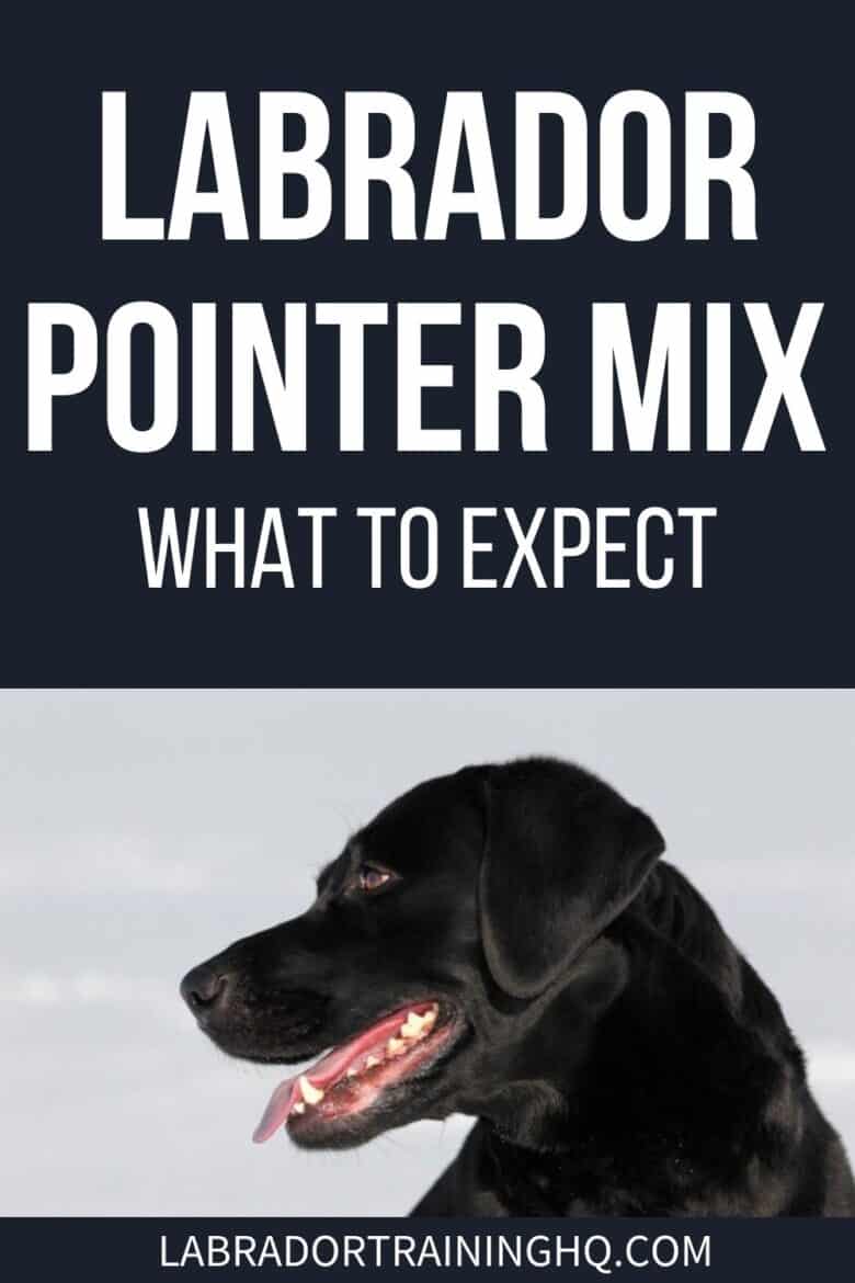 Labrador Pointer Mix - What To Expect - Black dog facing to the left - The Lab pointer mix is an energetic and friendly cross of Labrador retriever and pointer dog breeds. Loyal and loving they make great family pets.