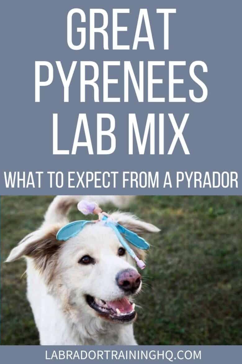 Great Pyrenees Lab Mix - What To Expect From A Pyrador - White dog playing in grass with toy on his head - Wondering what dog breed looks like a white bear? You might be thinking of a Great Pyrenees Lab mix. These distinctive-looking dogs are friendly companions.