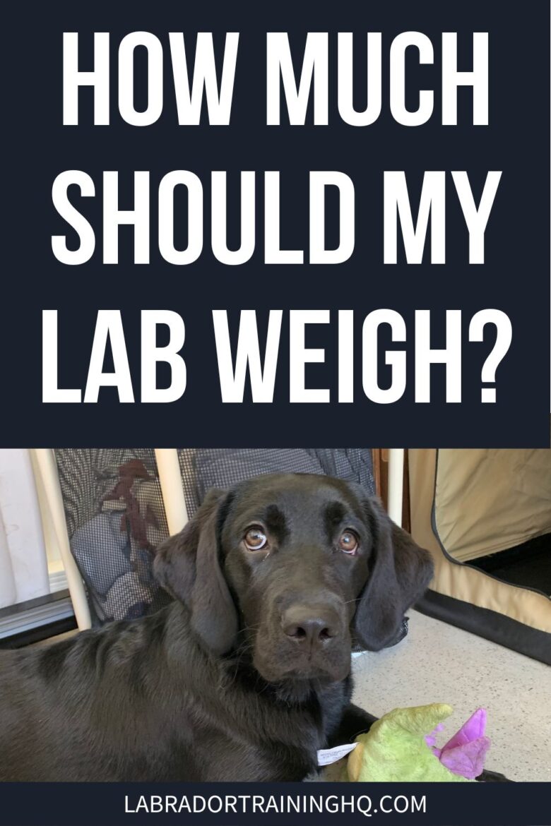 How Much Should My Lab Weigh? - Black Lab down on floor with plush toy.